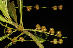 Agrostistachys borneensis
